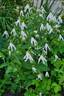 Hakuree clematis photo