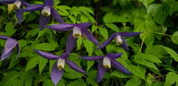 Pamela Jackman clematis photo