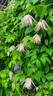 Ballet Skirt clematis photo