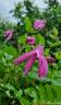 Alionushka clematis photo