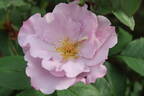 18-21-01 rose photo