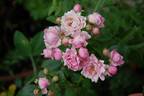 Amade László rose photo