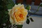 Esperanto rose photo