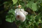 Marie Dermar rose photo
