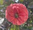 Camelot (grandiflora, Swim rose photo