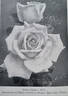 Mabel Francis rose photo