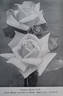 Raffles Bruce rose photo