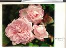 Mrs. Bosanquet rose photo