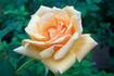Souvenir de Madame Boullet rose photo