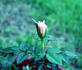 Hombre rose photo