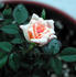 Hombre rose photo