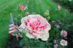 Justine Mee Liff rose photo