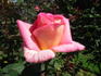 Summer Rainbow rose photo
