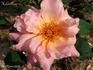 Helen Fox rose photo