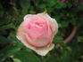 English Sachet ™ rose photo