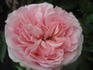 English Sachet ™ rose photo