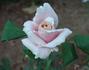 Oyster Pearl rose photo