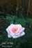 Kiss 'n' Tell rose photo