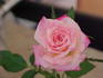 Rosie ™ rose photo