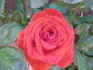 Reba McEntire rose photo