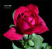 Luce di Todi ™ rose photo