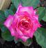 Apache Tears rose photo