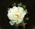 Purezza rose photo