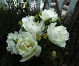 Purezza rose photo