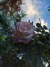 Laetitia Casta rose photo