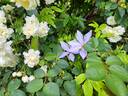Scented Clem clematis photo