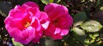 Lyn Griffith rose photo