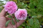 122R-5 x Prairie Sweetheart #1 rose photo