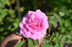 122R-5 x Prairie Sweetheart #1 rose photo