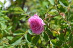 122R-5 x Prairie Sweetheart #1 rose photo
