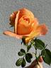 My Yellow rose photo