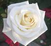 White Princess rose photo