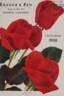 Rome Glory rose photo