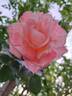 Laetitia Casta rose photo