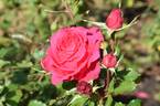 4076 rose photo