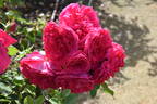 4076 rose photo