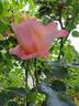 Laetitia Casta rose photo