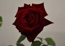 Black Beauty rose photo