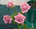 Vista ™ rose photo
