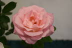 Falling in Love ™ rose photo