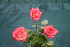 Heartbreaker rose photo