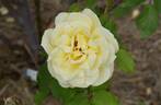 Golden Dawn rose photo