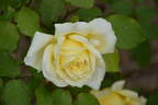 Golden Dawn rose photo