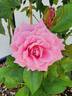 St Elisabeth of Hungary rose photo