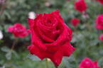 American Spirit rose photo