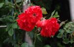 Bischofsstadt Paderborn ® rose photo